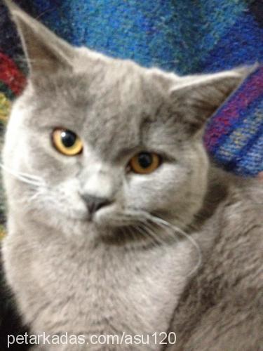 efe Erkek British Shorthair