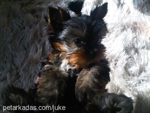 lucas Erkek Yorkshire Terrier