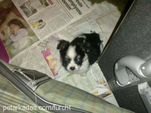 atom Erkek Tibetli Spaniel