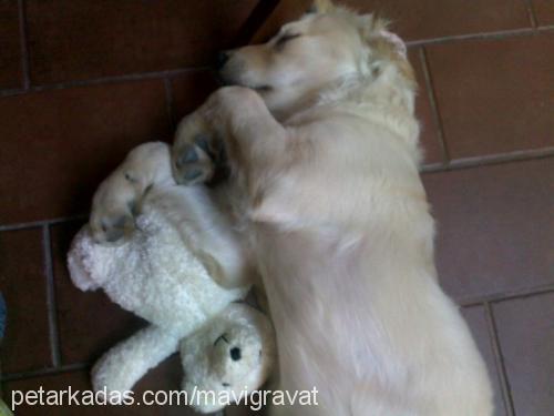 barva Erkek Golden Retriever