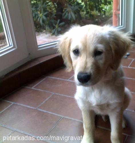 barva Erkek Golden Retriever