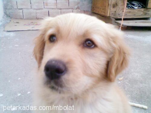 paşa Erkek Golden Retriever