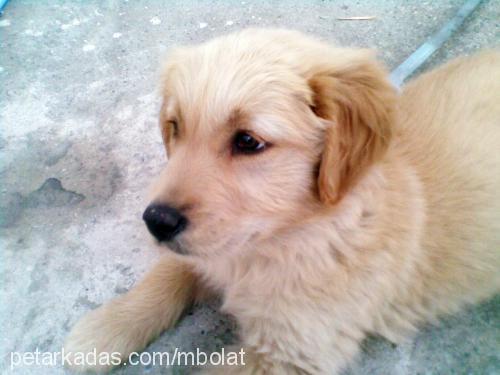 paşa Erkek Golden Retriever