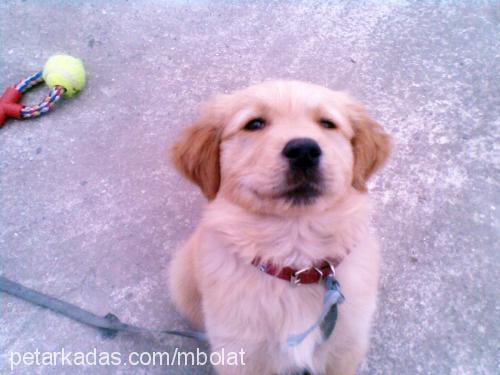 paşa Erkek Golden Retriever