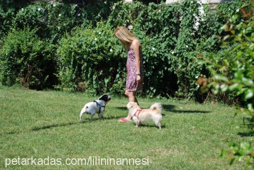 lili Dişi West Highland White Terrier