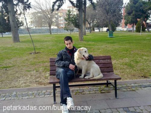 ateş Erkek Golden Retriever