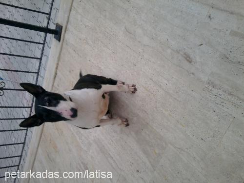 latisa Dişi Bull Terrier