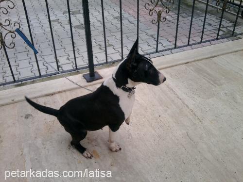 latisa Dişi Bull Terrier