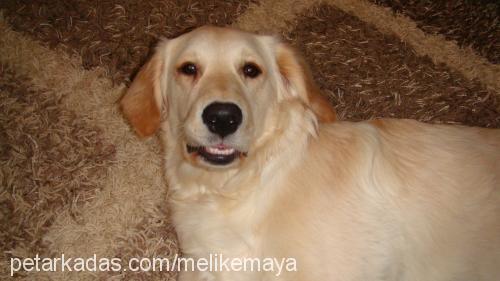 maya Dişi Golden Retriever