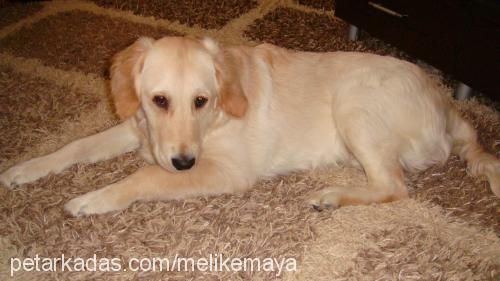 maya Dişi Golden Retriever