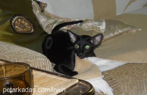 jazzi Dişi Oriental Shorthair