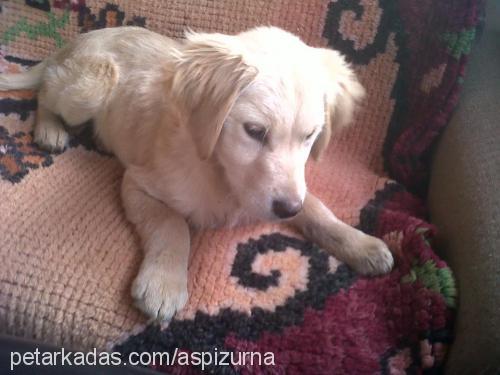 yildiz Dişi Golden Retriever