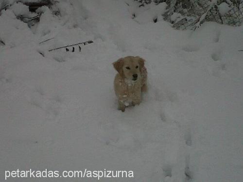 yildiz Dişi Golden Retriever