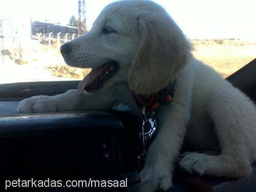 masal Dişi Golden Retriever