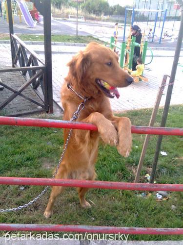 onursarıkaya Erkek Golden Retriever