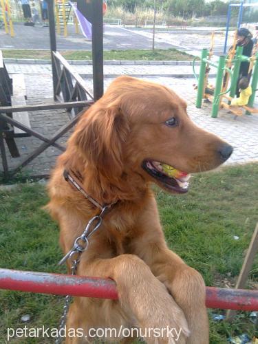 onursarıkaya Erkek Golden Retriever