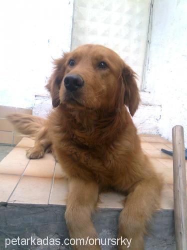 onursarıkaya Erkek Golden Retriever