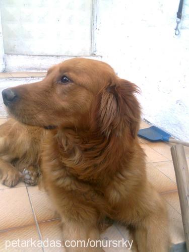 onursarıkaya Erkek Golden Retriever