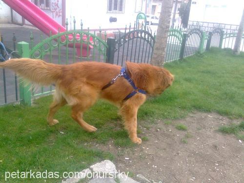 onursarıkaya Erkek Golden Retriever