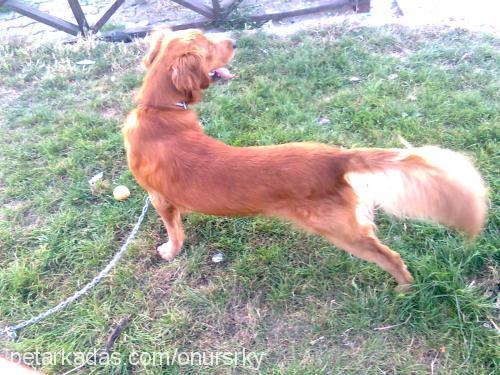 onursarıkaya Erkek Golden Retriever