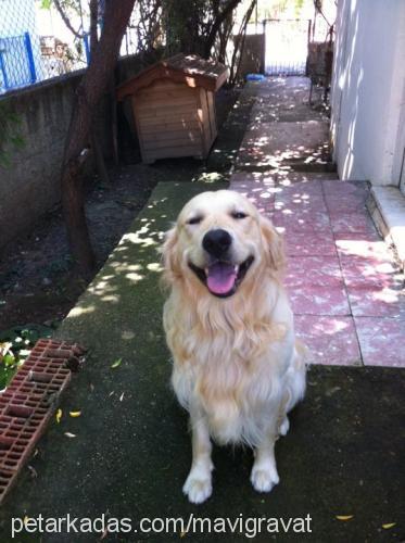 barva Erkek Golden Retriever