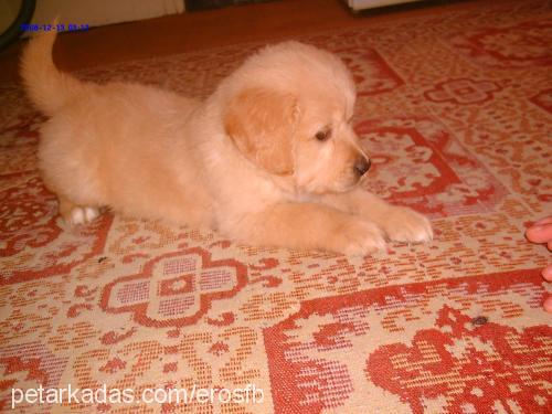 eros Erkek Golden Retriever