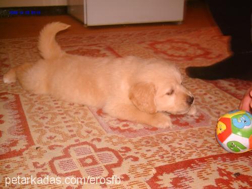 eros Erkek Golden Retriever