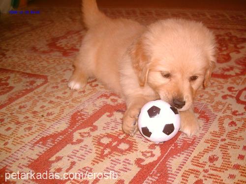 eros Erkek Golden Retriever