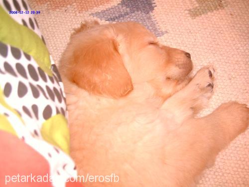 eros Erkek Golden Retriever