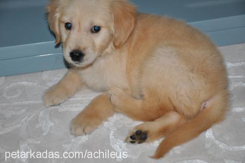 achilles Erkek Golden Retriever