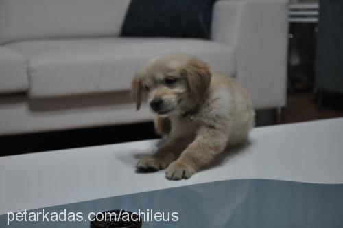 achilles Erkek Golden Retriever