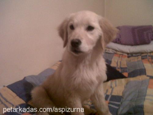 yildiz Dişi Golden Retriever