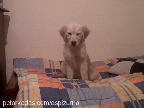 yildiz Dişi Golden Retriever