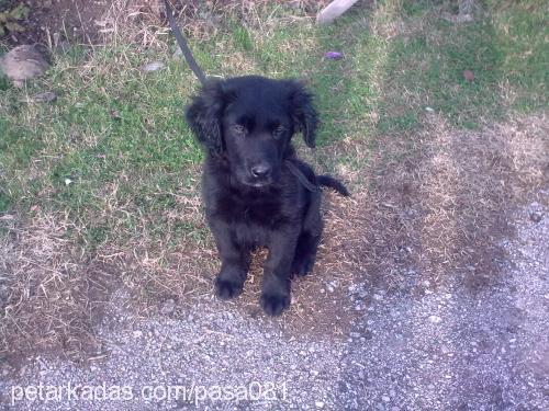 paşa Erkek Labrador Retriever