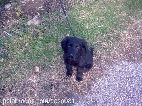 paşa Erkek Labrador Retriever