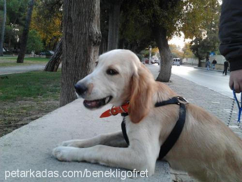 gofy Erkek Golden Retriever