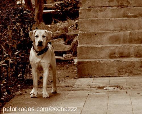 brütüs Erkek Labrador Retriever