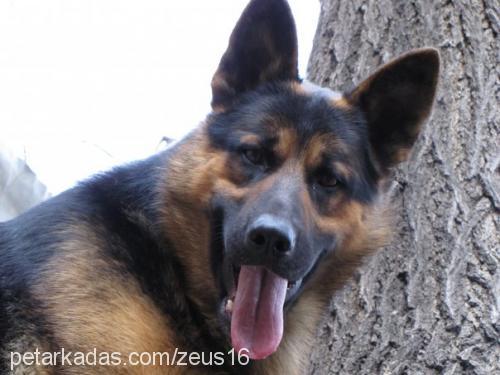 zeus Erkek Alman Çoban Köpeği