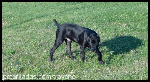 troy Erkek Cane Corso Italiano