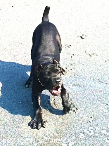 troy Erkek Cane Corso Italiano