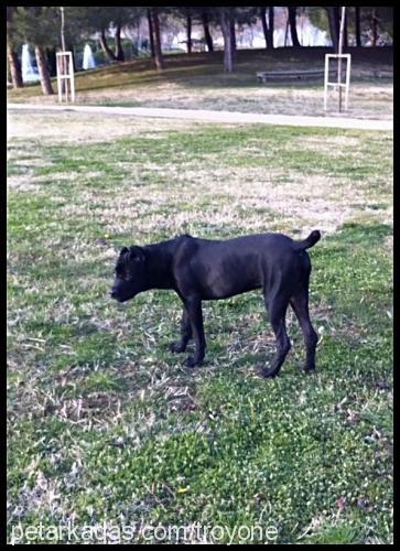 troy Erkek Cane Corso Italiano