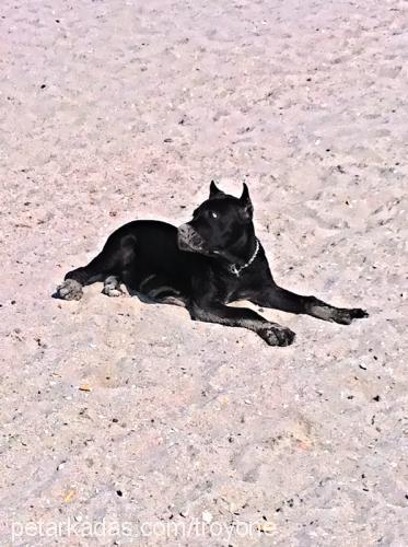 troy Erkek Cane Corso Italiano