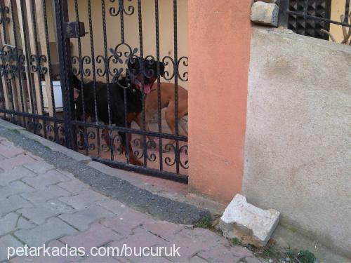 aresİm Dişi Rottweiler