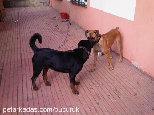 aresİm Dişi Rottweiler