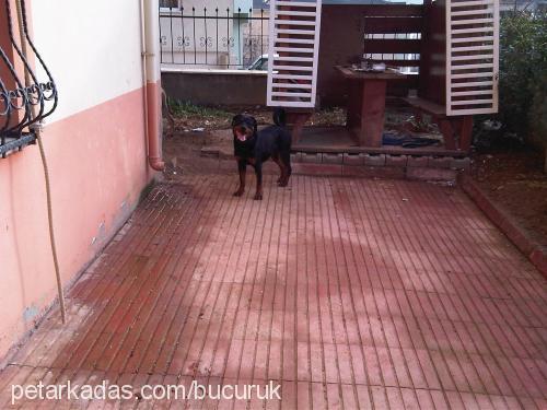 aresİm Dişi Rottweiler