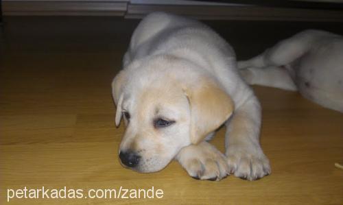 echo Erkek Labrador Retriever