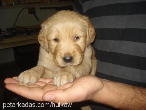 hulk Erkek Golden Retriever