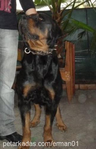 zorba Erkek Rottweiler