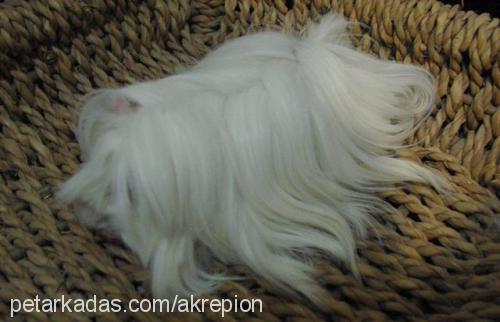 guineapiglerim Dişi 