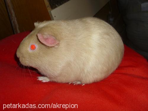 guineapiglerim Dişi 